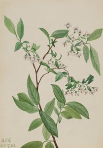 Deerberry Polycodium stamineum, 1922. 作： Mary Vaux Walcott