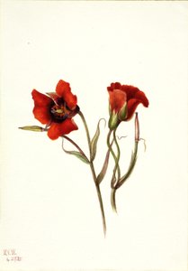 Desert Mariposa Calochortus kennedyi, 1935. 作： Mary Vaux Walcott