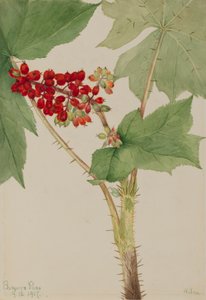 Devilsclub Echinopanax horridum, 1917. 作： Mary Vaux Walcott