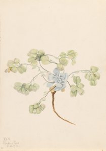 ダブル・ブラダーポッド（Physaria didymocarpa） 作： メアリーヴォーウォルコット