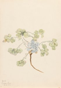 Double Bladderpod Physaria didymocarpa, 1920. 作： Mary Vaux Walcott