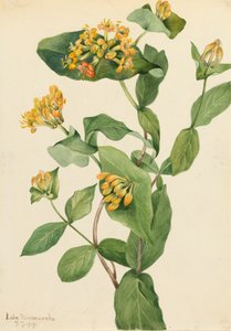 Douglas Honeysuckle Lonicera glaucescens, 1919. 作： Mary Vaux Walcott