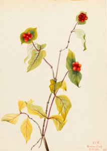 Douglas Honeysuckle Lonicera glaucescens, 1922. 作： Mary Vaux Walcott