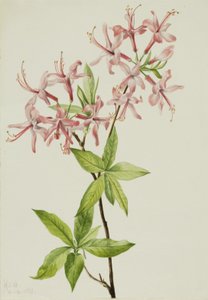 Downy Pinxter Bloom Azalea rosea, 1923.
