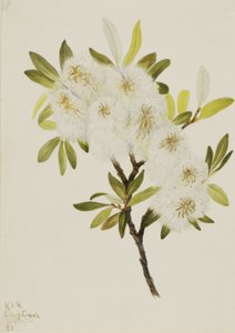 ドラモンド ウィロー ヤナギ ドラモンディアナ、1921 年。 作： Mary Vaux Walcott
