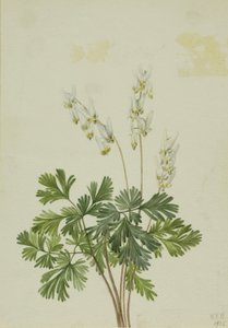 ダッチマンズ・ブリーチズ（Bikukulla cucullaria） 作： Mary Vaux Walcott