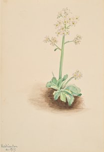 初期のユキノシタ Saxifraga virginiensis、1917 年。 作： Mary Vaux Walcott