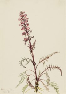 エレファントヘッド (Pedicularis groenlandica)