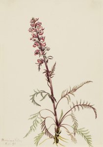 エレファントヘッド Pedicularis groenlandica, 1916. 作： Mary Vaux Walcott