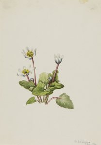 Elkslip Caltha leptosepala, 1916. 作： Mary Vaux Walcott