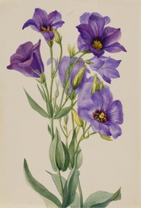 Eustoma russelianum、1930年代前半頃。 作： Mary Vaux Walcott