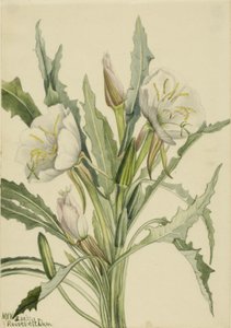月見草 作： Mary Vaux Walcott