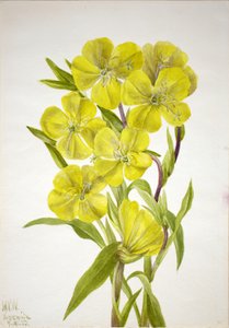 月見草 Oenothera, 1933. 作： Mary Vaux Walcott