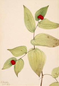 フェアリーベルズ Disporum trachycarpum, 1919. 作： Mary Vaux Walcott