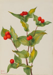 フェアリーベル 作： Mary Vaux Walcott