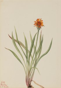 ニセタンポポ（Agoseris aurantiaca） 作： Mary Vaux Walcott