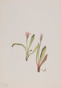 ニセカンゾウ Agoseris carnea, 1918.