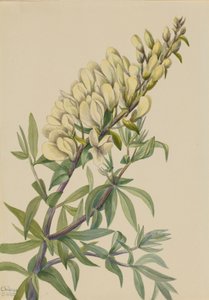 False Indigo Baptista bructeata, 1932. 作： Mary Vaux Walcott