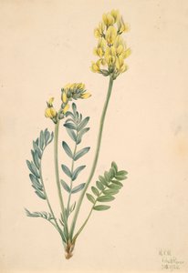 False locoweed Oxytropia gracilis, 1920. 作： Mary Vaux Walcott