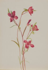 春の別れ Godetia amoena lilja, ca. 1930s. 作： Mary Vaux Walcott