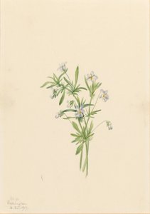 フィールドバイオレット（Viola rafinesquii） 作： メアリーヴォーウォルコット