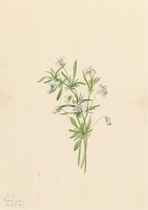 フィールド バイオレット ビオラ rafinesquii、1919 年。 作： Mary Vaux Walcott