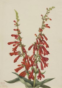 ファイヤーペンテステモン（Pentstemon eatonii）