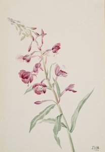Fireweed Epilobium angustifolium, 1902.