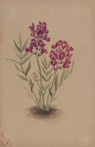 メサの花