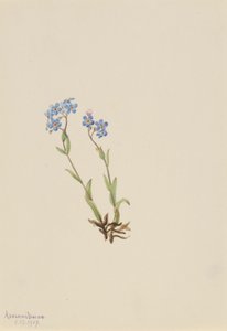 フォーゲットミーノット（Myosotis alpestris） 作： Mary Vaux Walcott