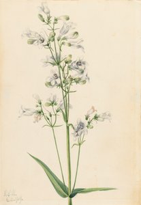 Foxglove Pentstemon Pentstemon digitalis, 1919. 作： Mary Vaux Walcott
