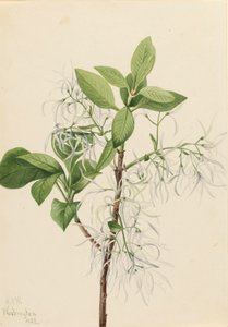 フリンジ ツリー Chionanthus virginica、1922 年。
