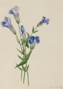 フリンジリンドウ Gentiana crinita、1905 年。 作： Mary Vaux Walcott