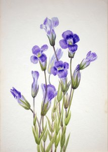 フリンジ リンドウ リンドウ エレガナ、1933 年。 作： Mary Vaux Walcott