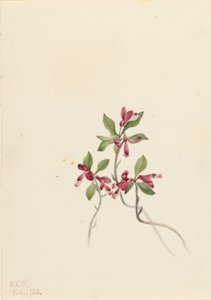 フリンジ・ポリガラ（Polygala paucifolia） 作： Mary Vaux Walcott