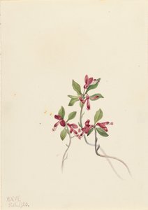 Fringed Polygala Polygala paucifolia, 1920. 作： Mary Vaux Walcott