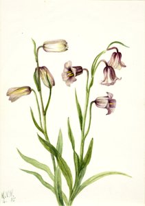 Fritillillary Fritillaria biflora, 1935.