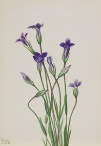 ゲンチアナ ホロペタラ、1936 年。 作： Mary Vaux Walcott