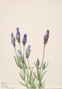 リンドウ Gentiana macounii, 1935. 作： Mary Vaux Walcott