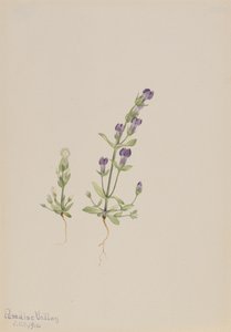 Gentiana propingua, 1916. 作： Mary Vaux Walcott