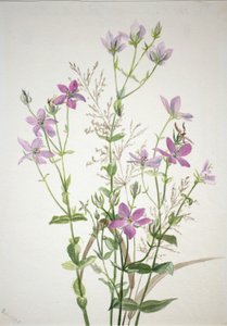 ゲンチアナセアーゼ・サッバリア・アングラリス 作： Mary Vaux Walcott
