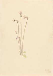 ゴーストパイプ Thalesia uniflora, 1920. 作： Mary Vaux Walcott