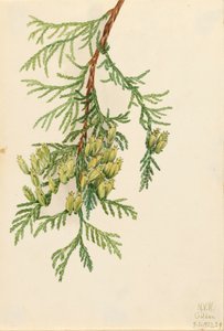 Giant arborvitae Thuja plicata, 1923. 作： Mary Vaux Walcott