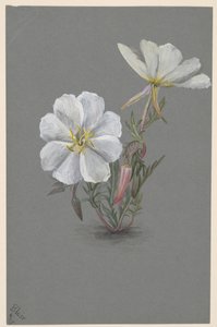 ジャイアントヘレボリン Epipactia gigantea, ca.1880. 作： Mary Vaux Walcott
