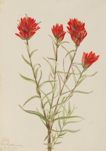 ジャイアント・レッド・ペイントブラシ（Castilleja miniata） 作： Mary Vaux Walcott