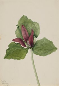 ジャイアント エンレイソウ エンレイソウ クロロペタルム、1921 年。 作： Mary Vaux Walcott