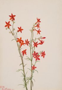 Gilia arizonica, 1931. 作： Mary Vaux Walcott