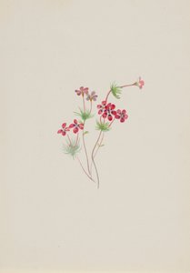 Gilia linanthus parviflorus、カリフォルニア州。 1900～1930年。
