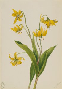 Glacierlily Erythronium grandiflorum, 1899. 作： Mary Vaux Walcott