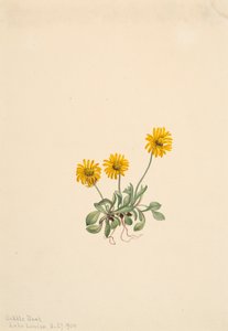 Golden Fleabane Erigeron aureus, 1904. 作： Mary Vaux Walcott